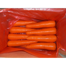 High Quality of New Crop Carrot (80-150g)